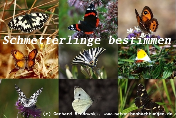 Schmetterlinge bestimmen - Schmetterlinge mit Namen